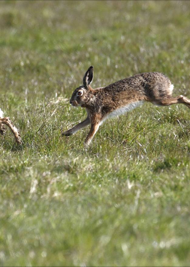 Ook met Pasen rust in de kraamkamer van de natuur