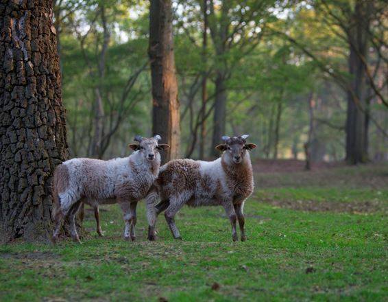 Kleurplaat schaap op de Gooise heide