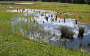 Maandelijkse excursie Laarder Wasmeer december