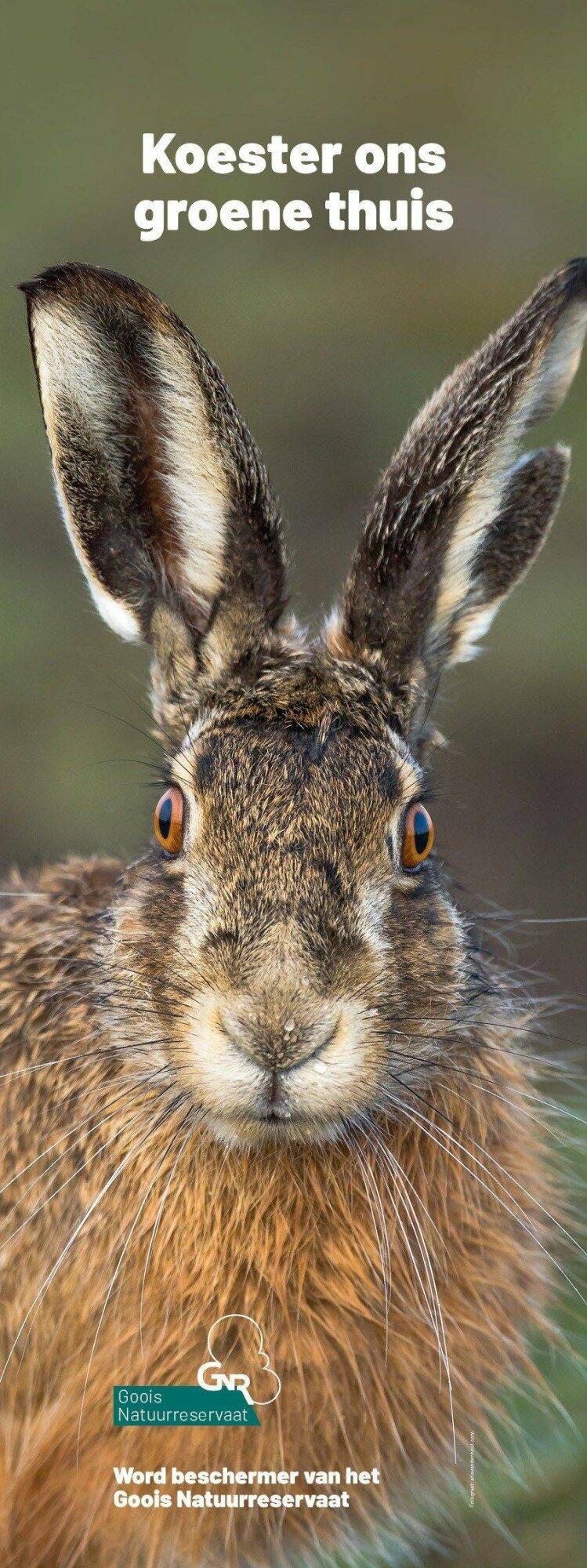 Klikosticker haas - Afbeelding 2