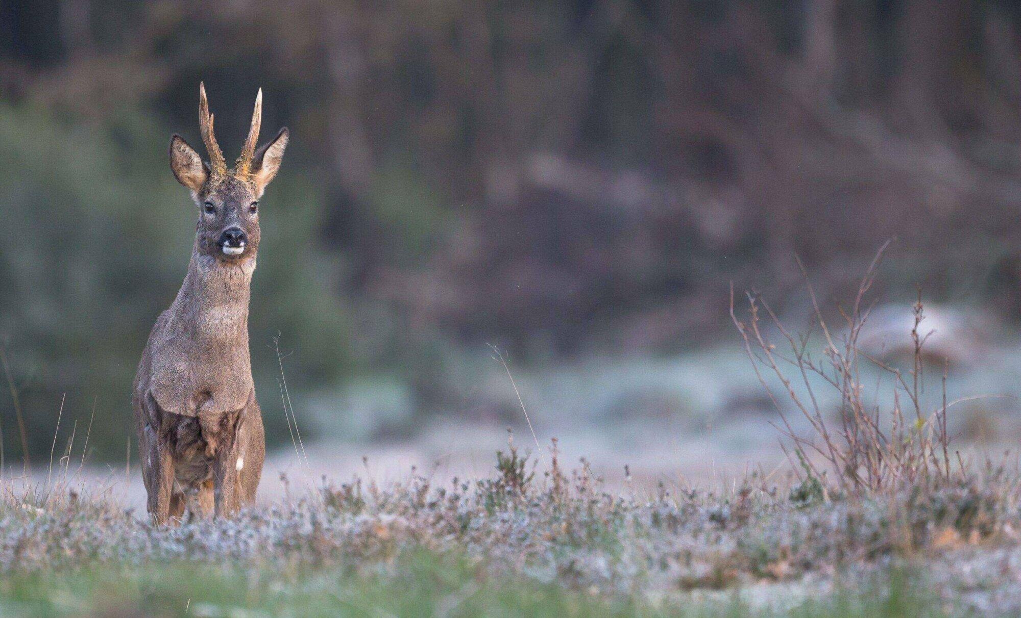 Olifantenpaadjes afgesloten