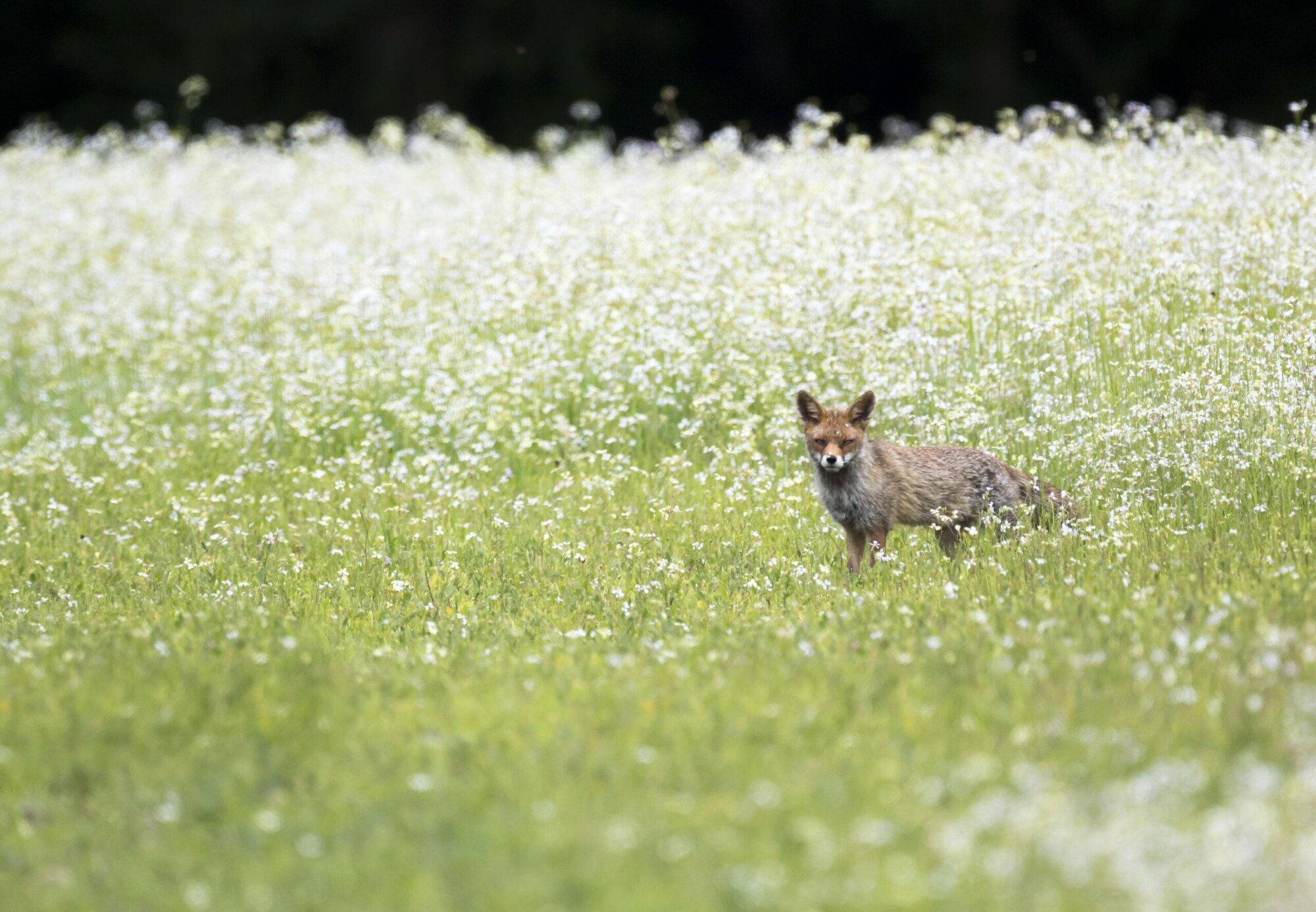 Spelende jonge vossen