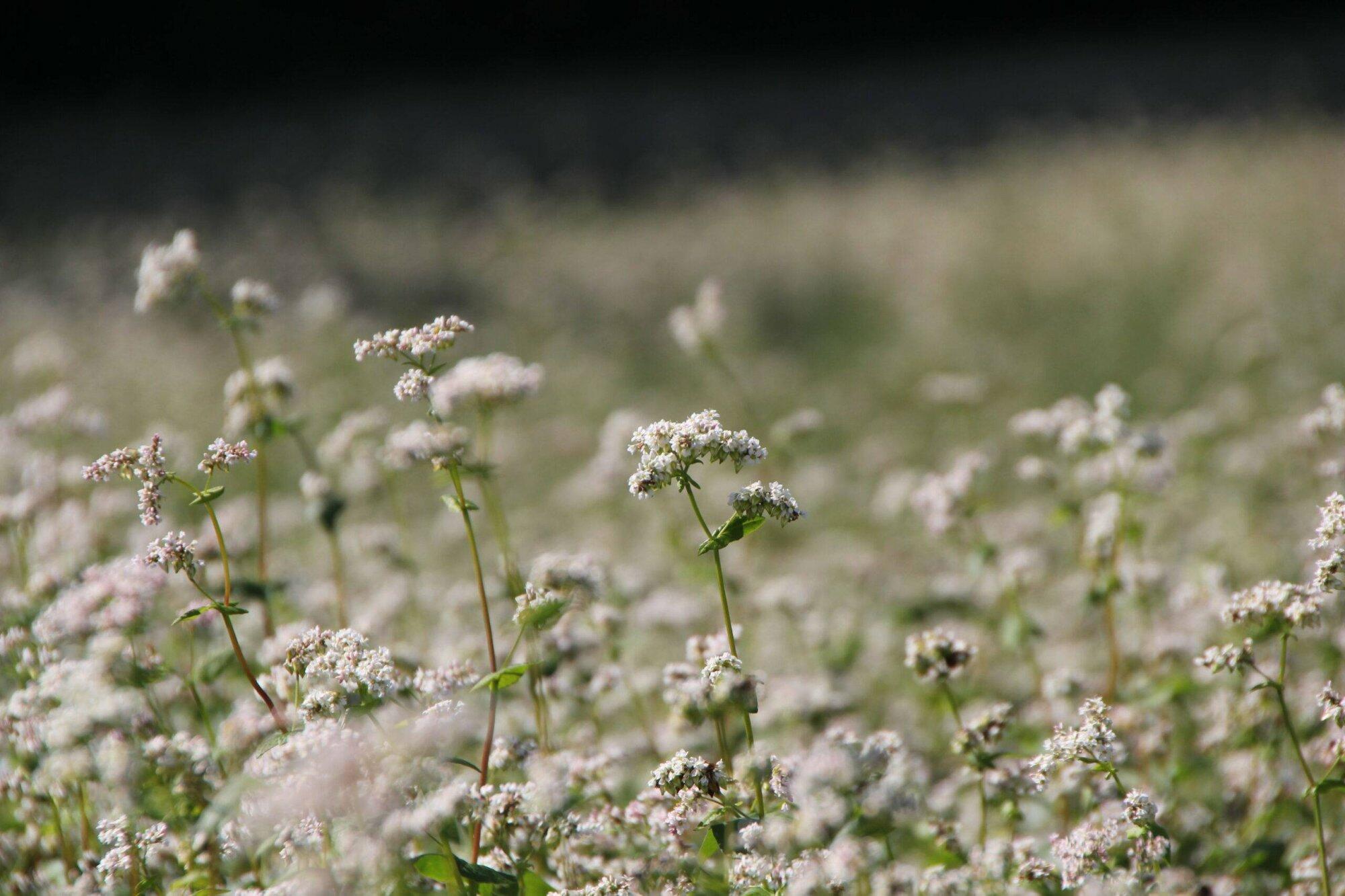 Ontmoet regiobeheerder Lonneke Exterkate