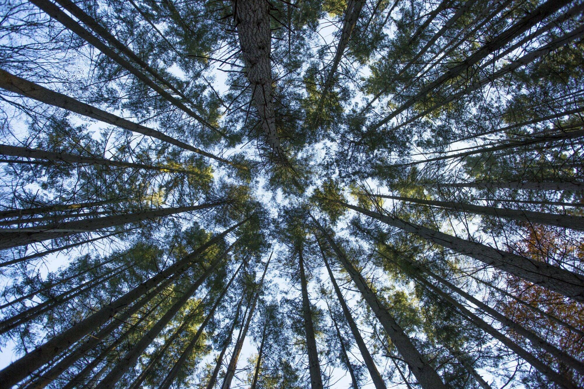 Opening fietsbrug in het Spanderswoud