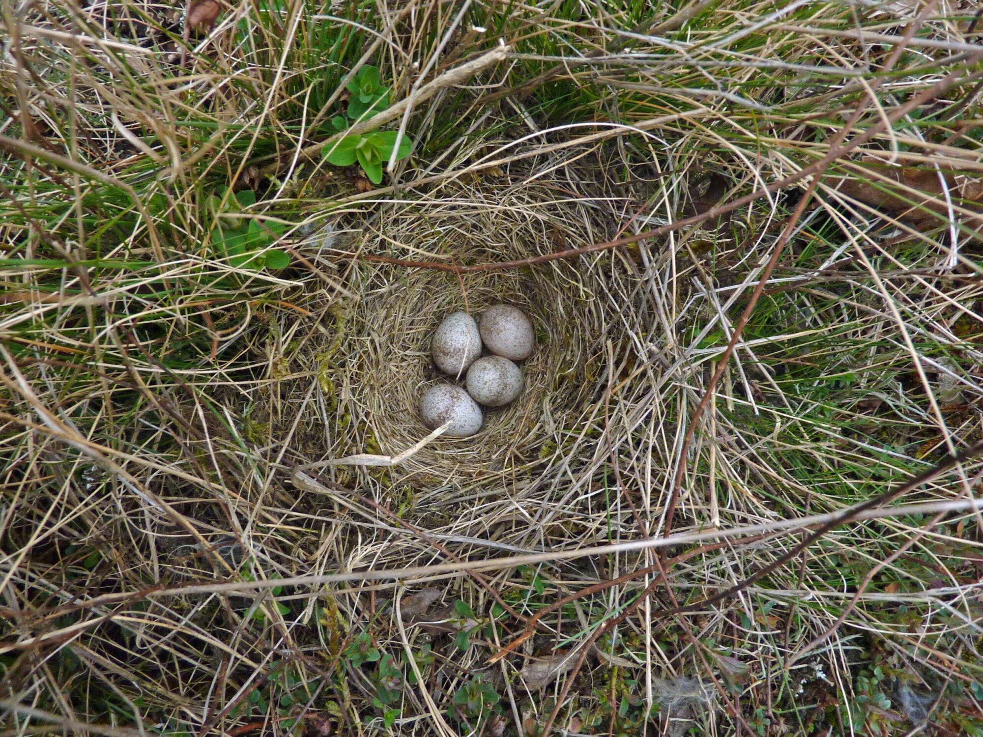 Zorgen om het leefgebied van vele broedende vogels in het Gooi