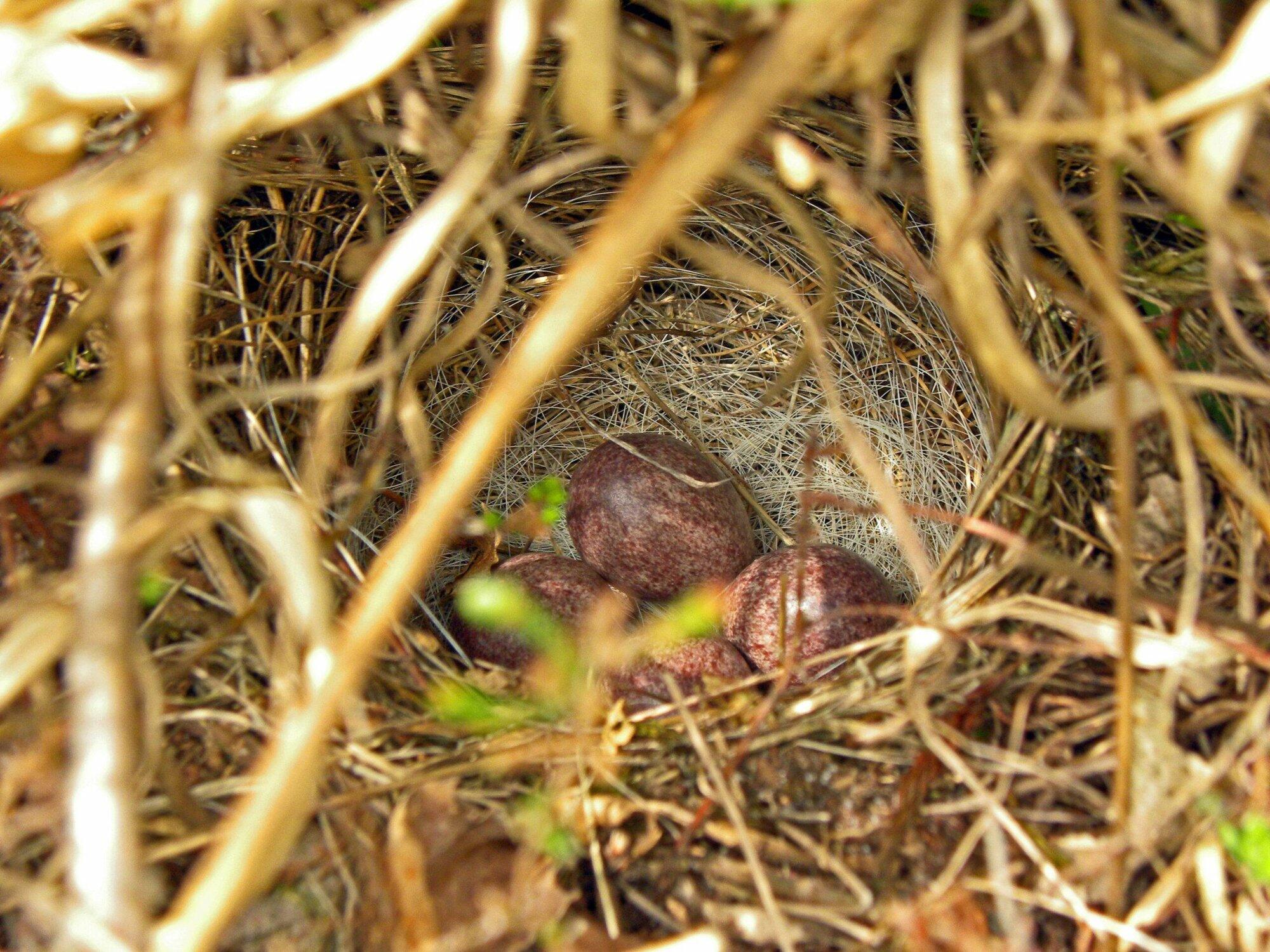 Boswachters bezorgd over de dieren in het Gooi