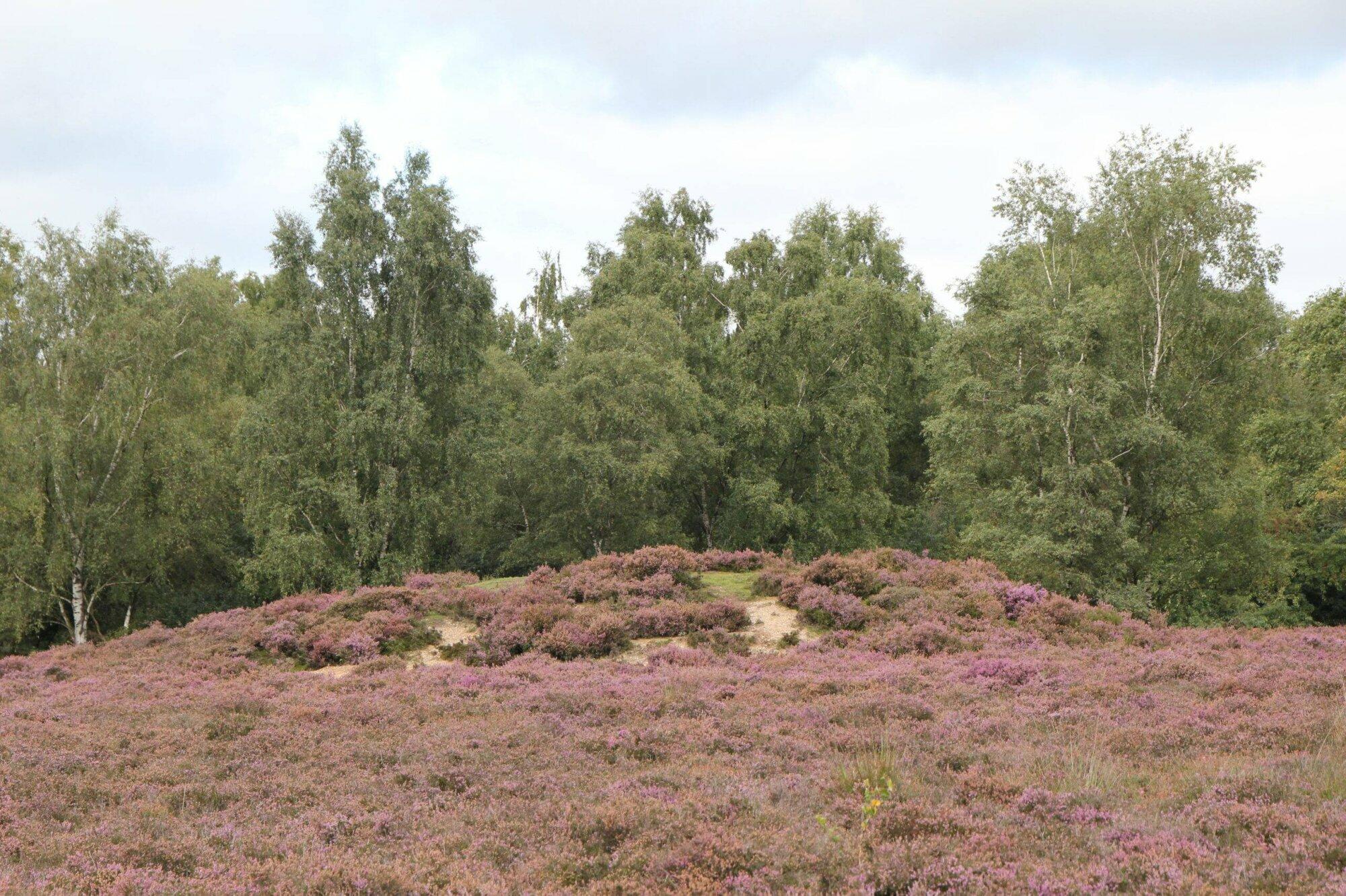 Boswachter Daan: Grafheuvels in het Gooi