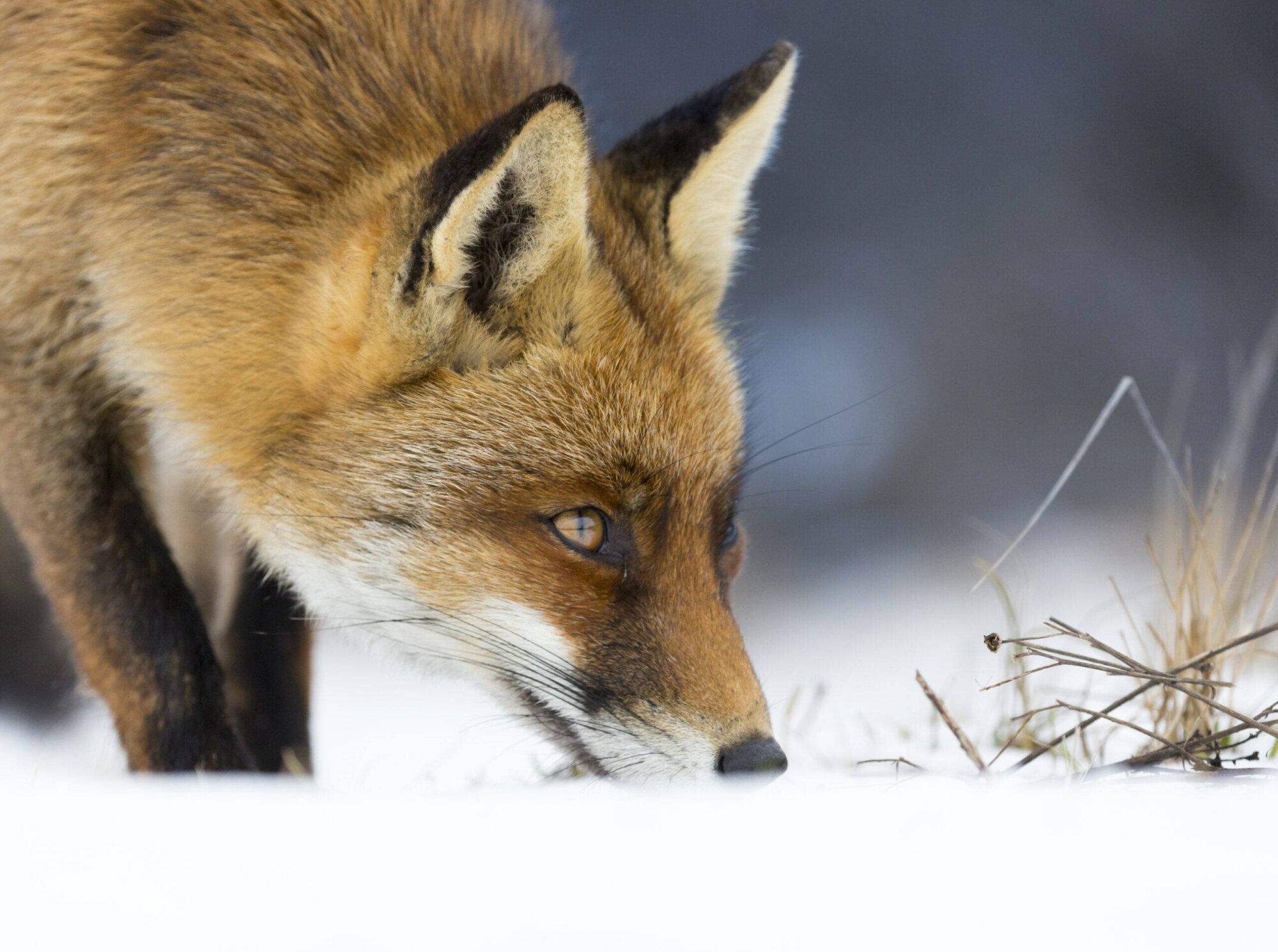 Boswachter Mirjam: Vossen in de winter