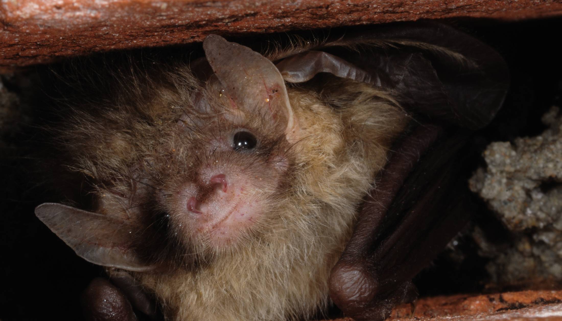 Boswachter Daan: Vleermuizen kijken