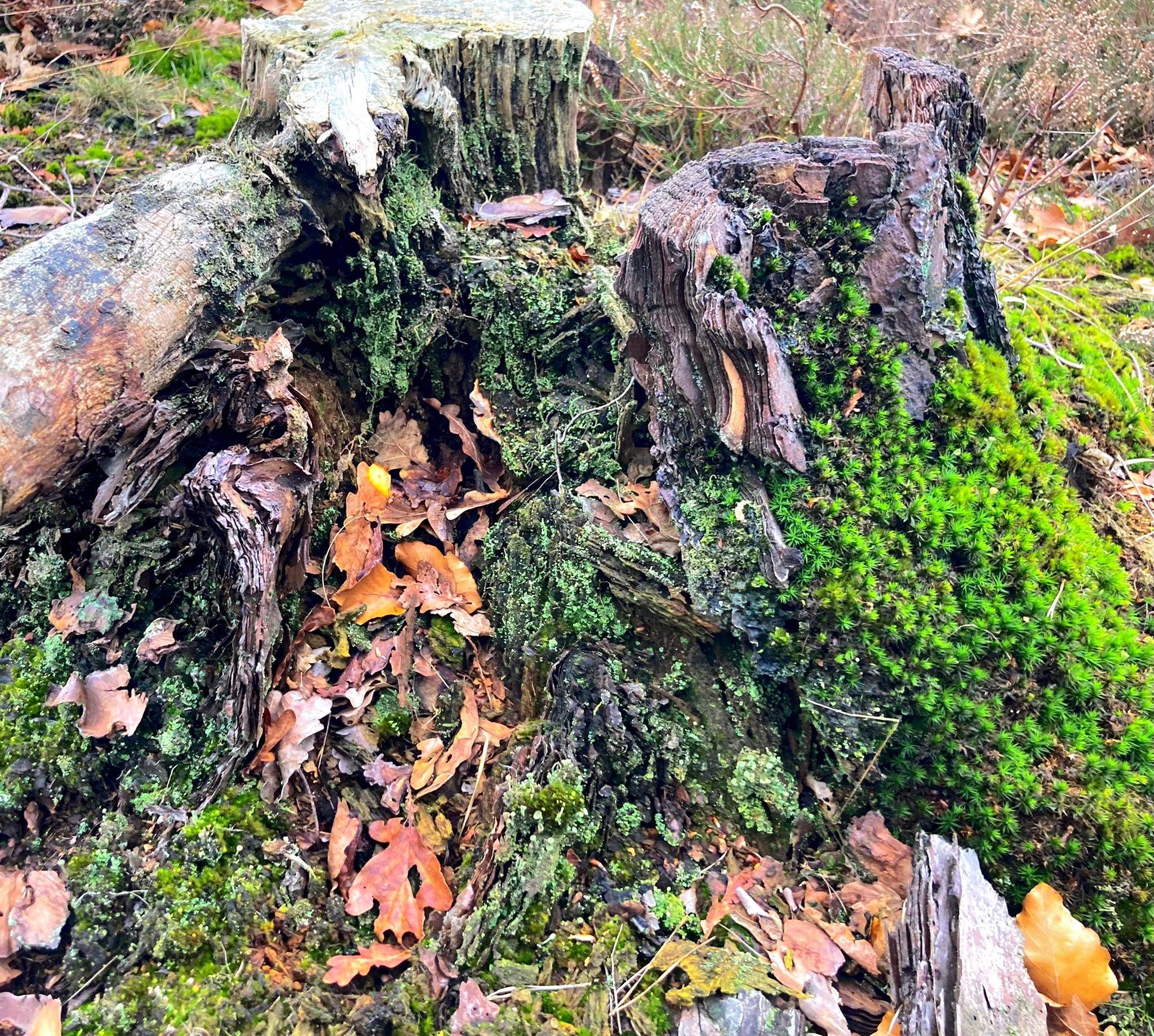 Boswachter Dirk: Stobben