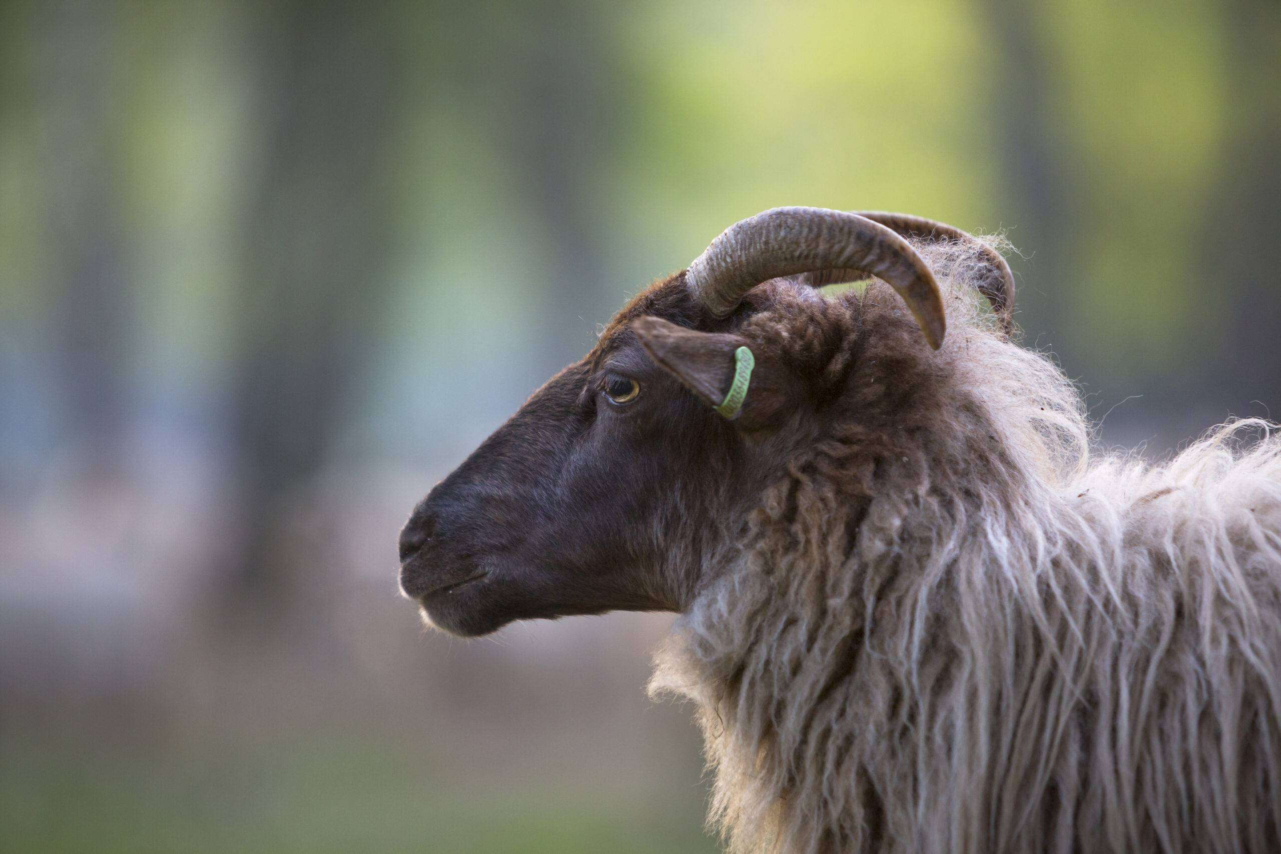 Het mysterie van de schapenkampen