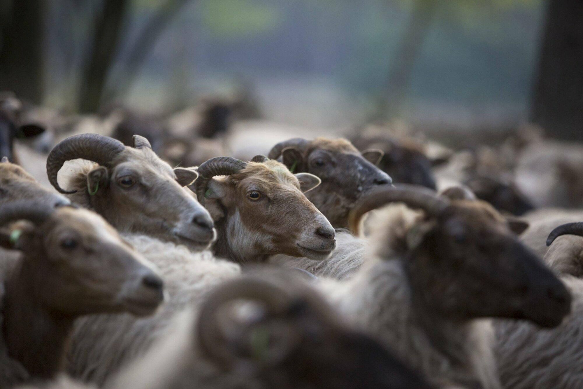 Ga mee op excursie tijdens het schaapscheren!