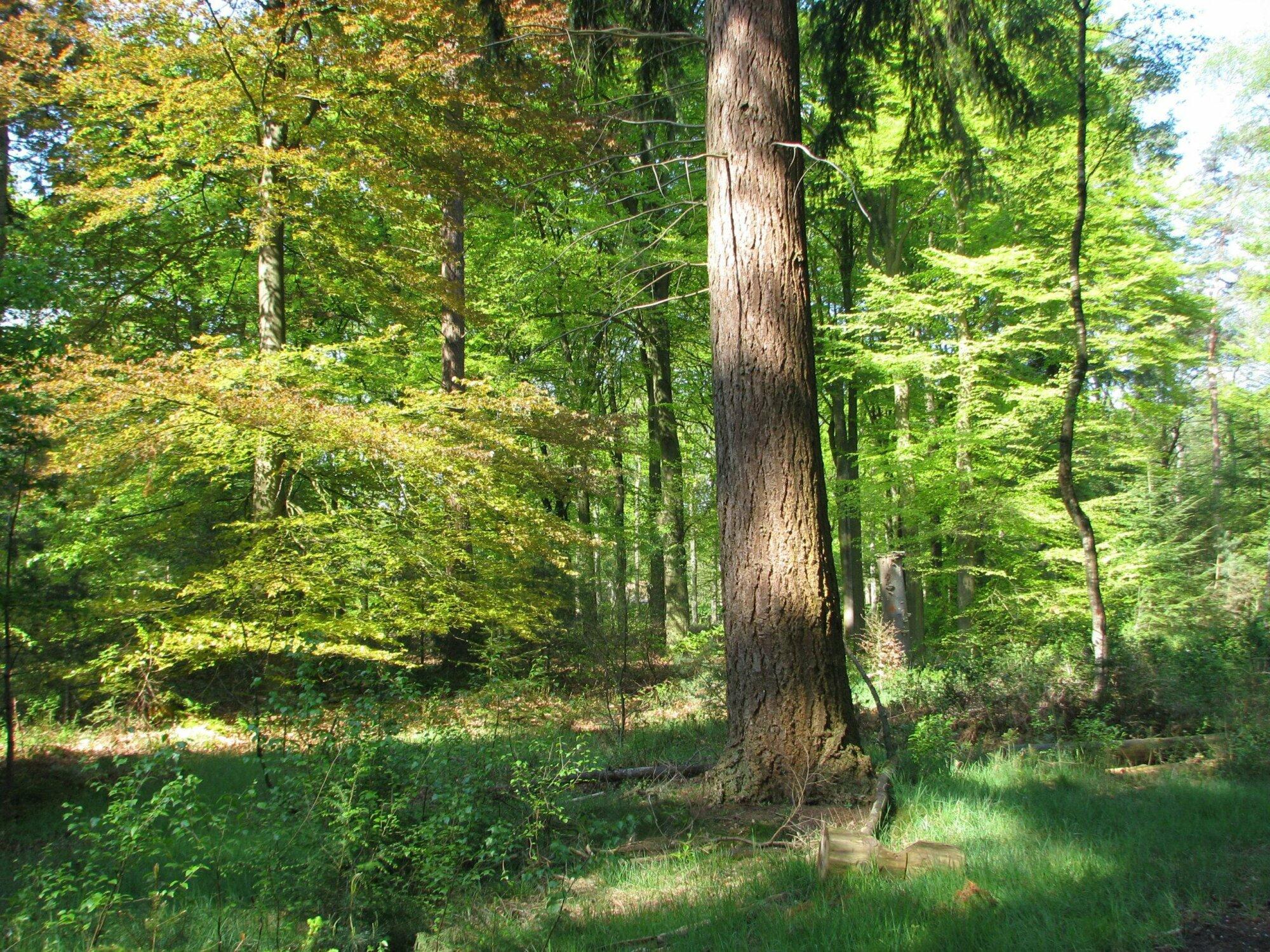 Opbrengst loofbomenactie