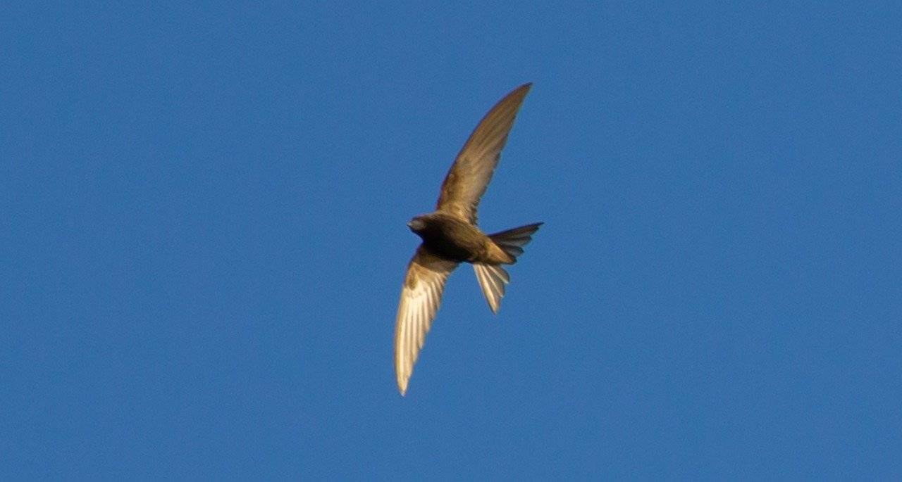 De gierzwaluwen komen eraan!