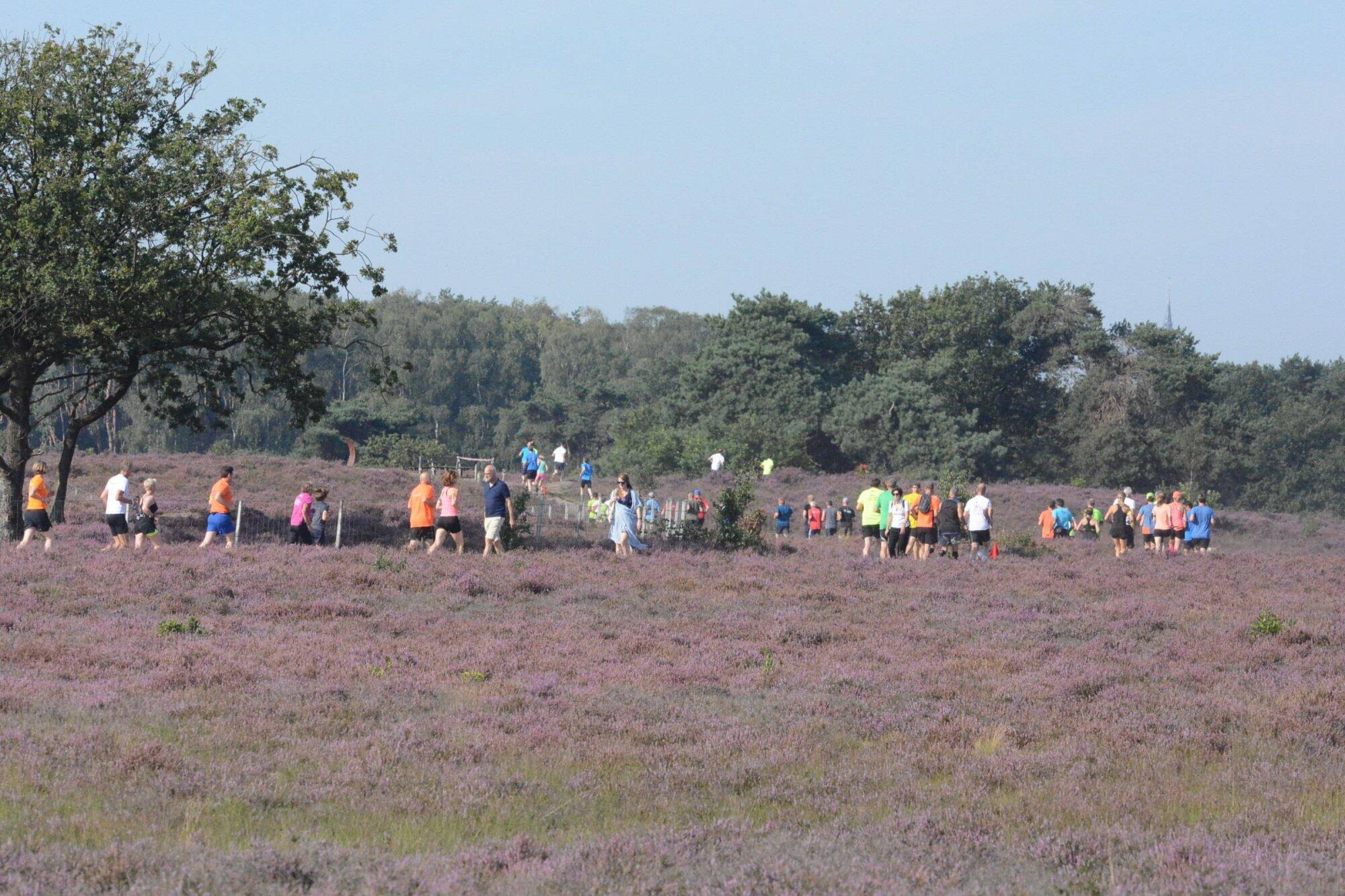 Geen 6de Gooise Heideloop, wél een online geldinzameling voor meer loofbomen in het Goois Natuurreservaat