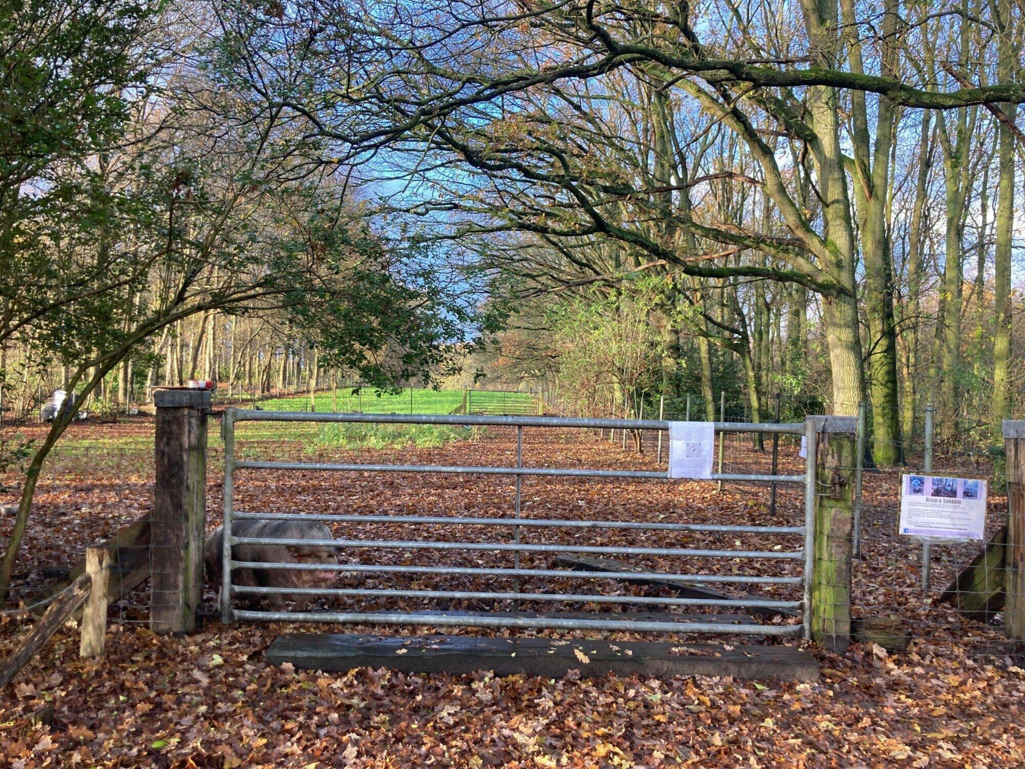 Goois Natuurreservaat kiest lange-termijn-oplossing voor hangbuikzwijntjes.
