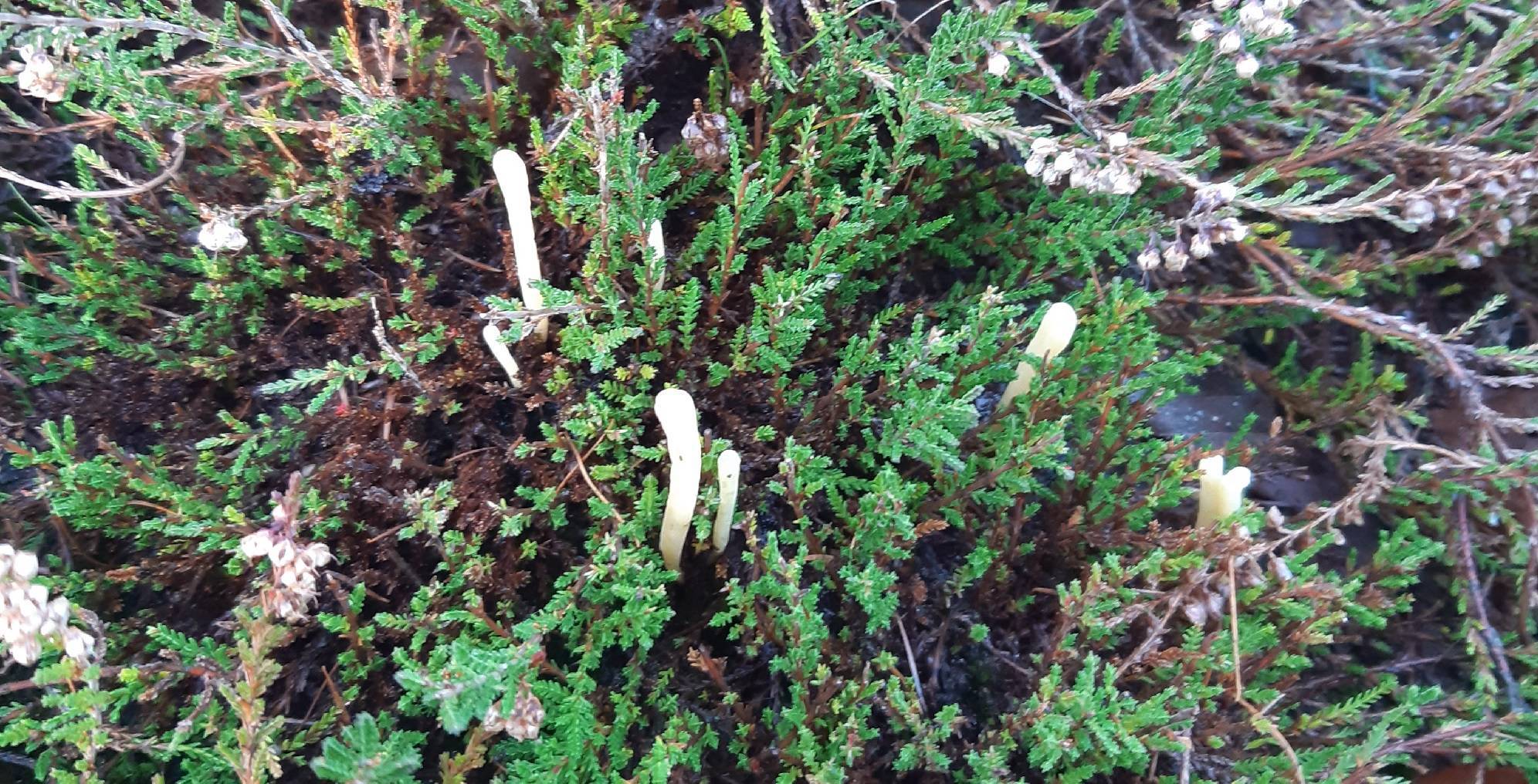 Heideknotszwam terug in het Gooi