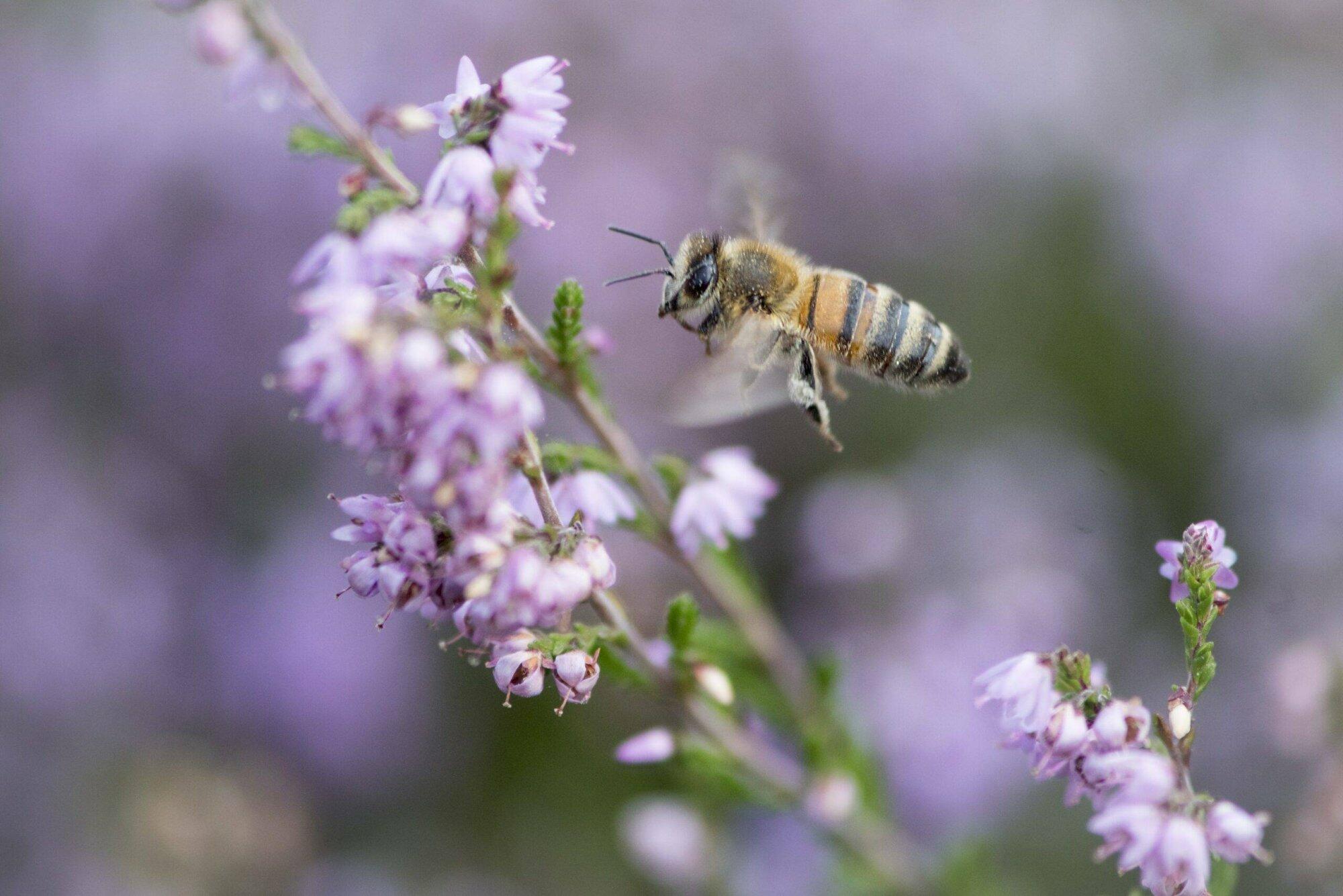 Een buffet voor vlinders en andere insecten op de heide