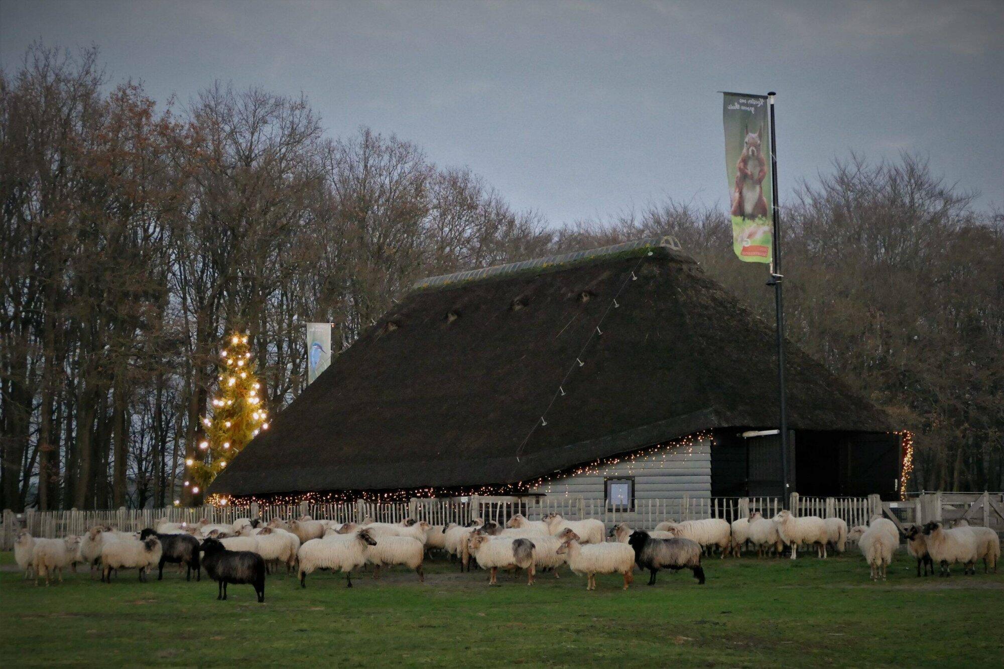 Kerst bij de schaapskooi in Blaricum