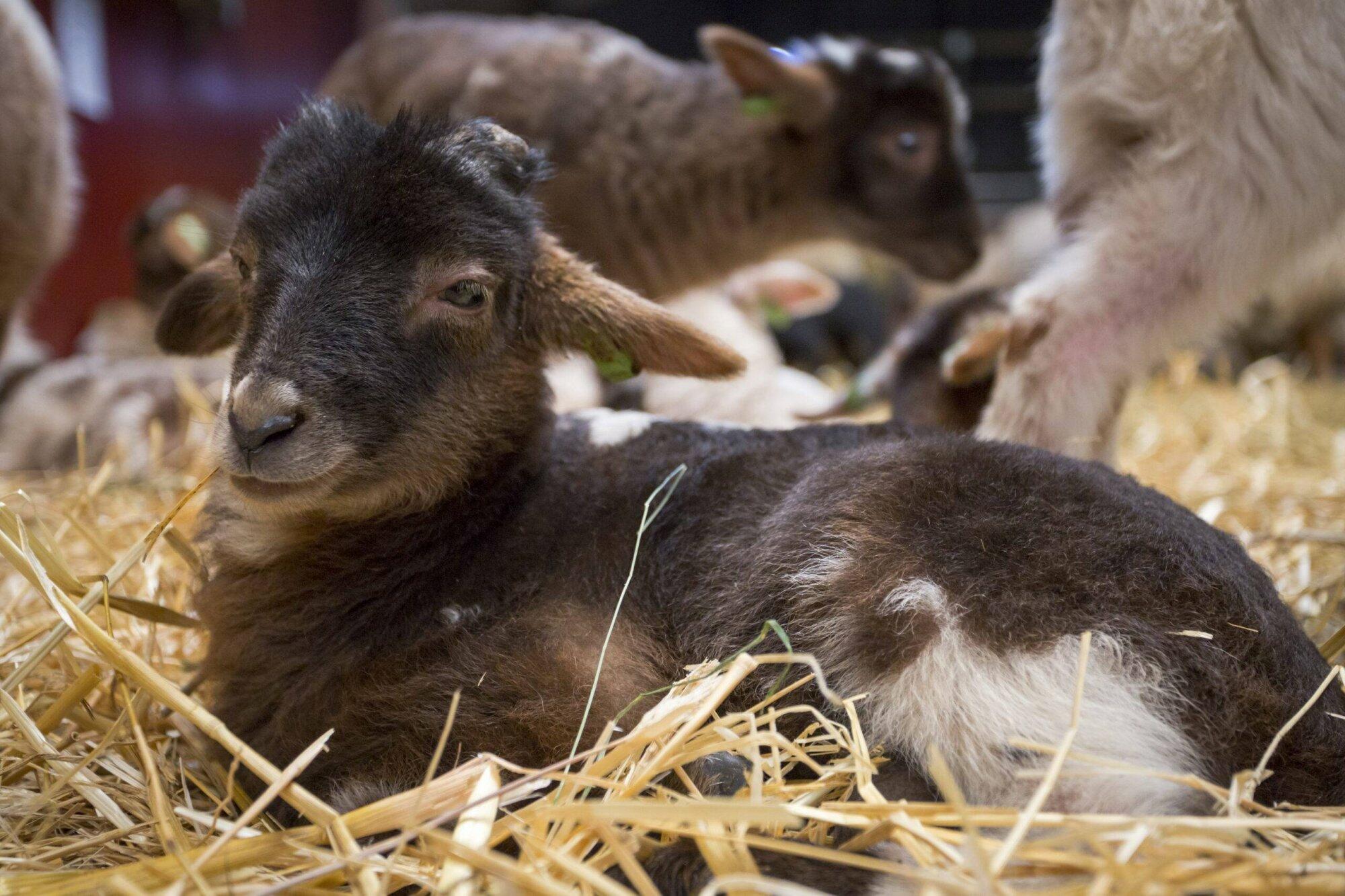 Pasgeboren lammetjes kijken in de schaapskooi