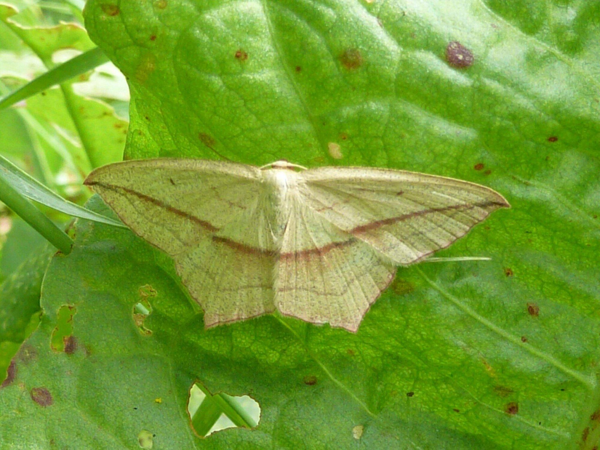 Nachtvlinders in de Gooise natuur