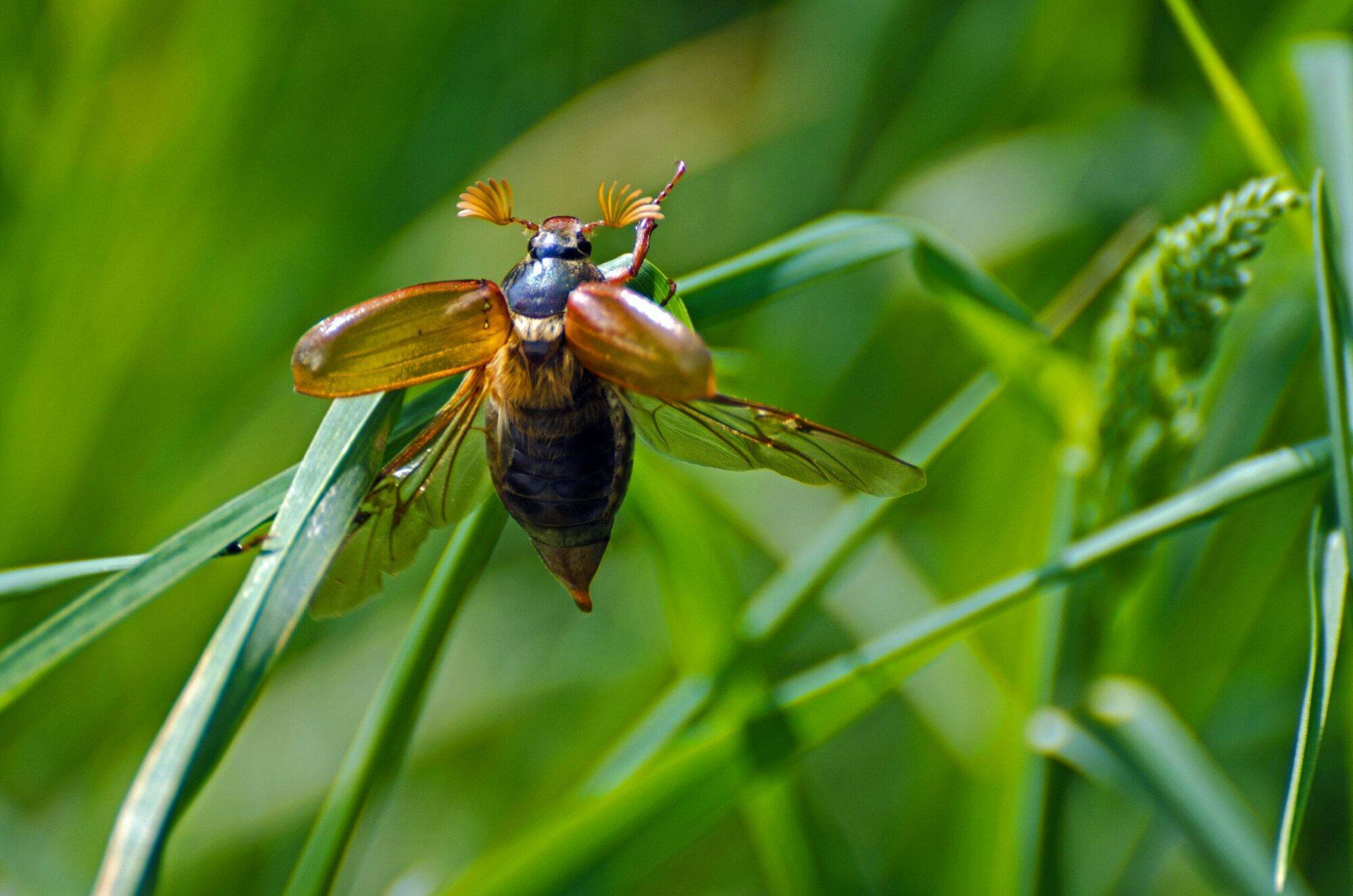 Karin Kos: natuur in de stad