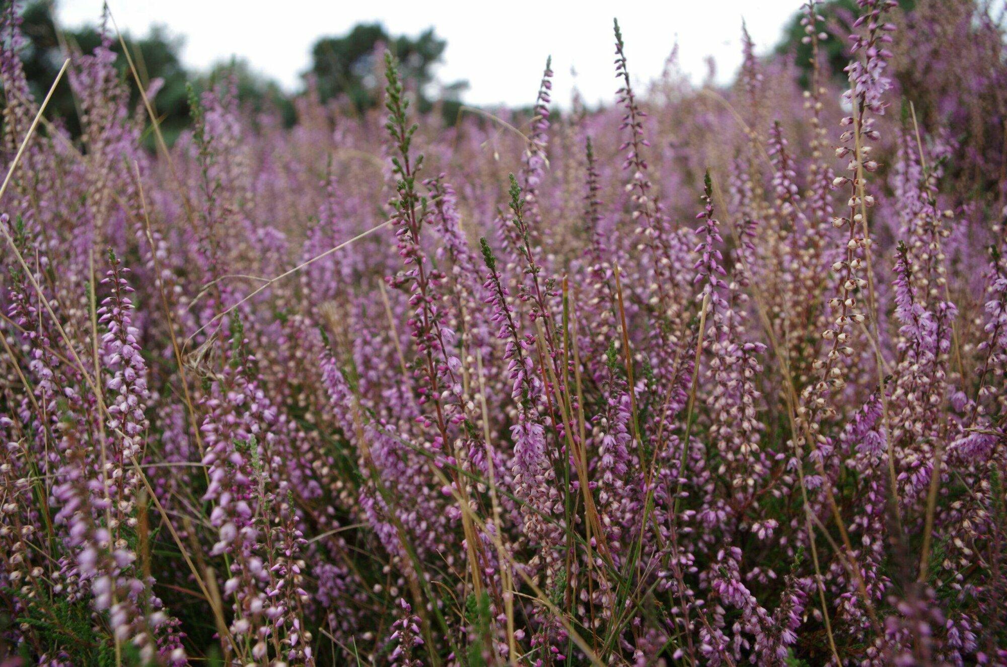 Eerste brand Lapersheide