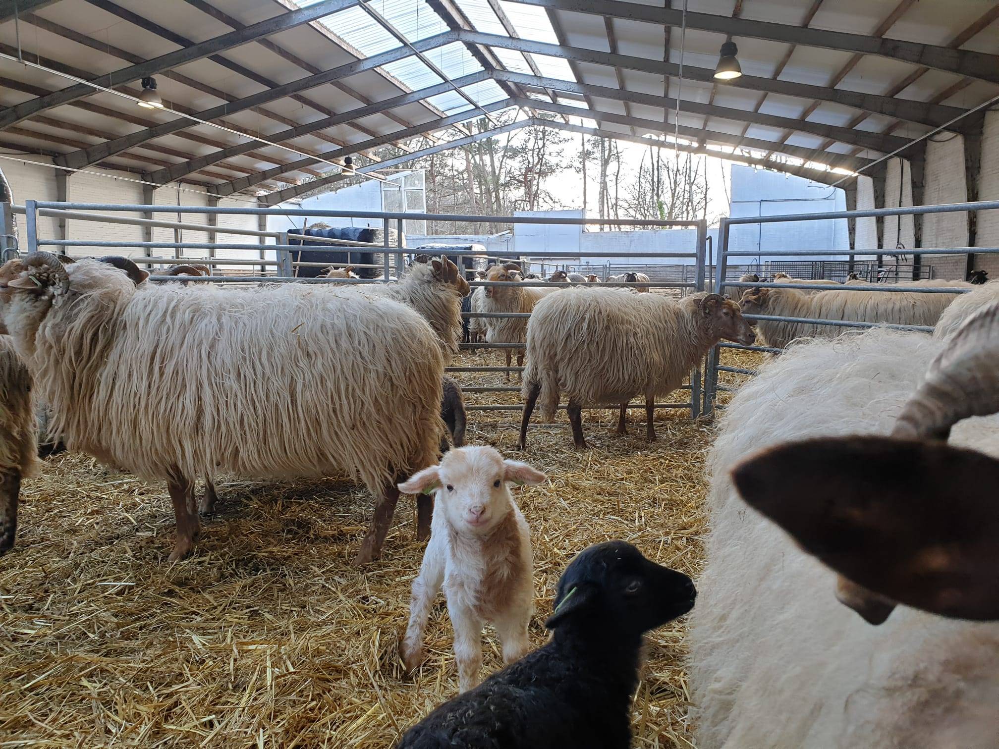 Help het Goois Natuurreservaat schaapskooi Laren weer te herstellen na ernstige stormschade!