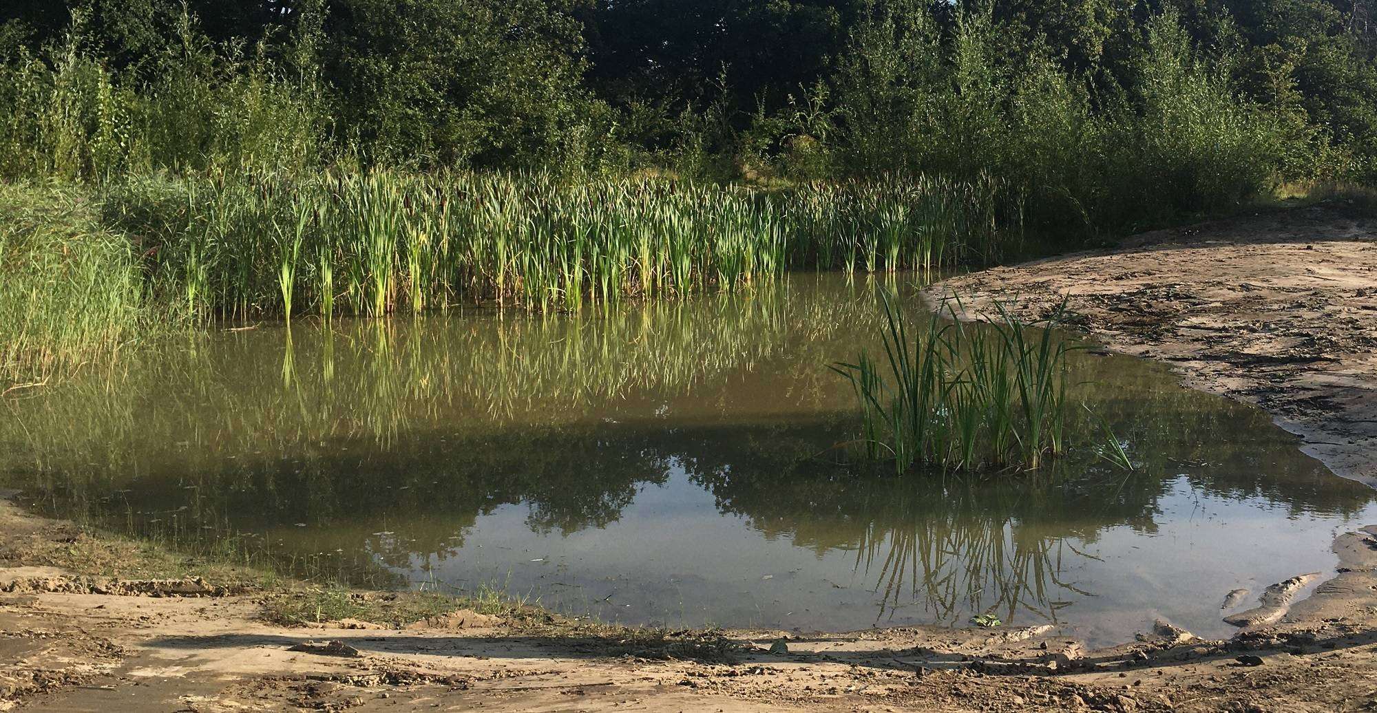 Poelen: belangrijk leefgebied en drinkplaats