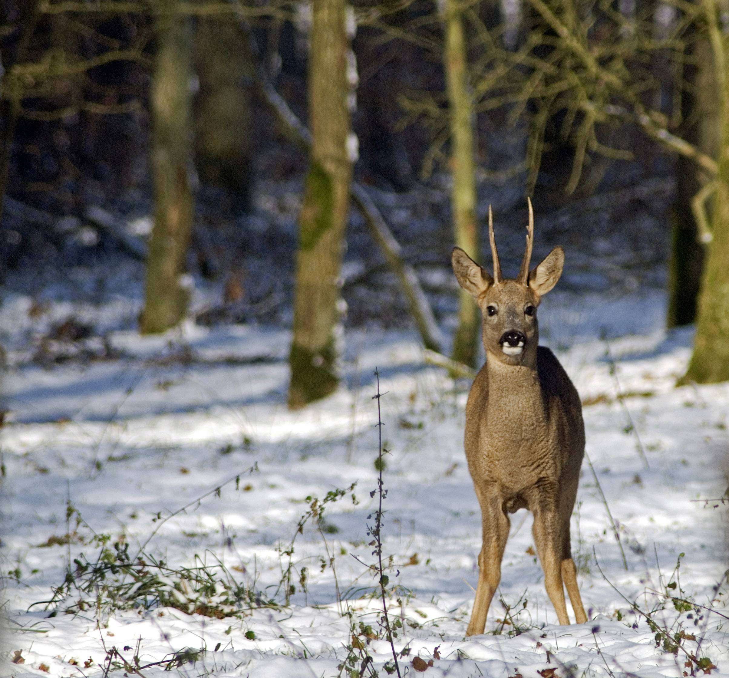 Dieren en aanhoudende koude in de natuur