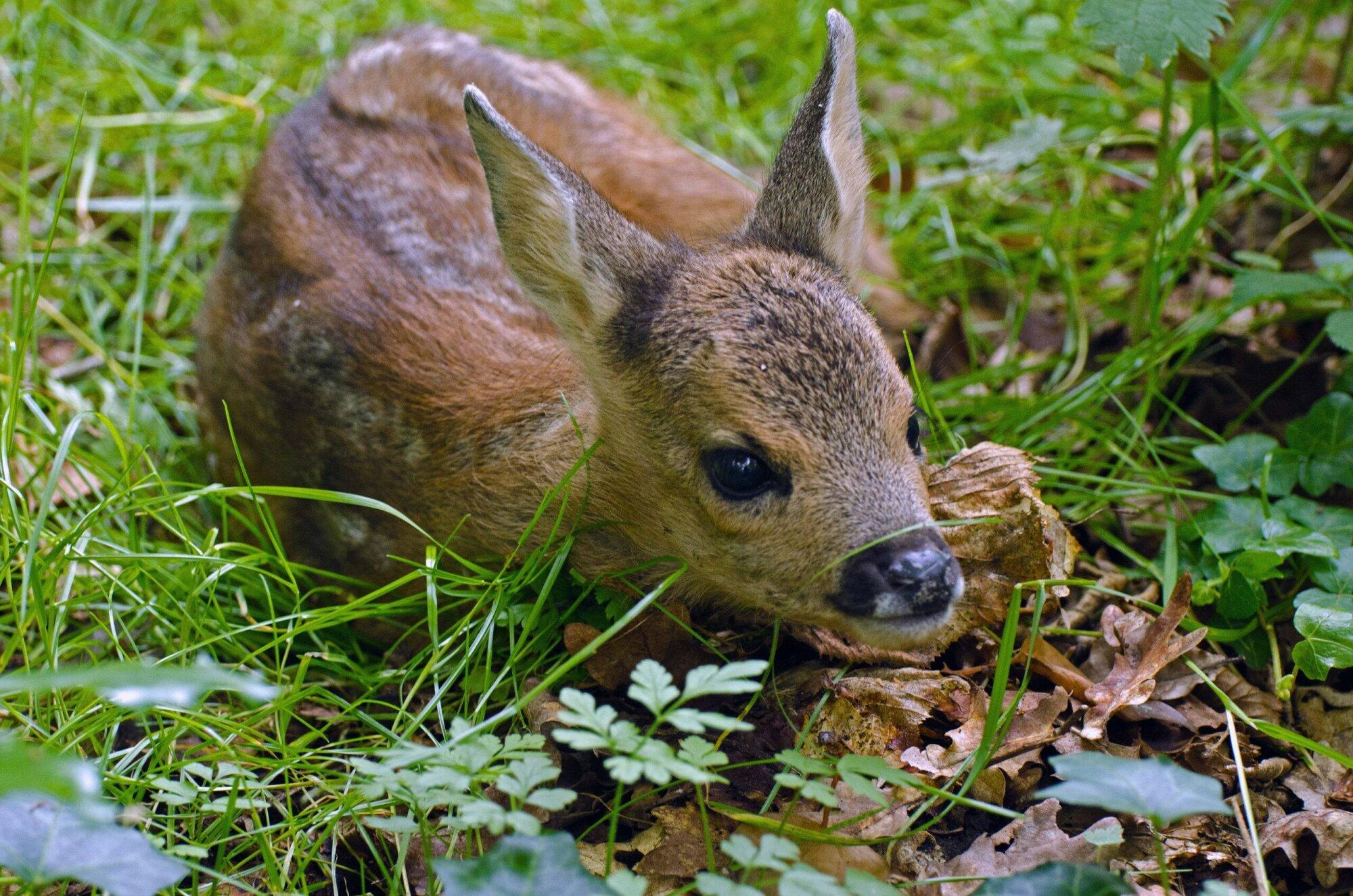 Natuur is geen recreatiegebied