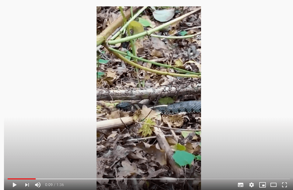 Regiobeheerder Rob vindt een slang!