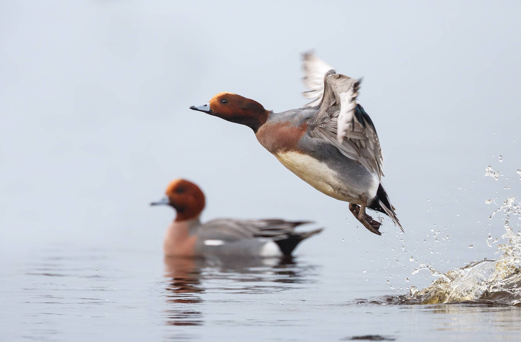 Digitale Natuurdag op zaterdag 19 december 2020