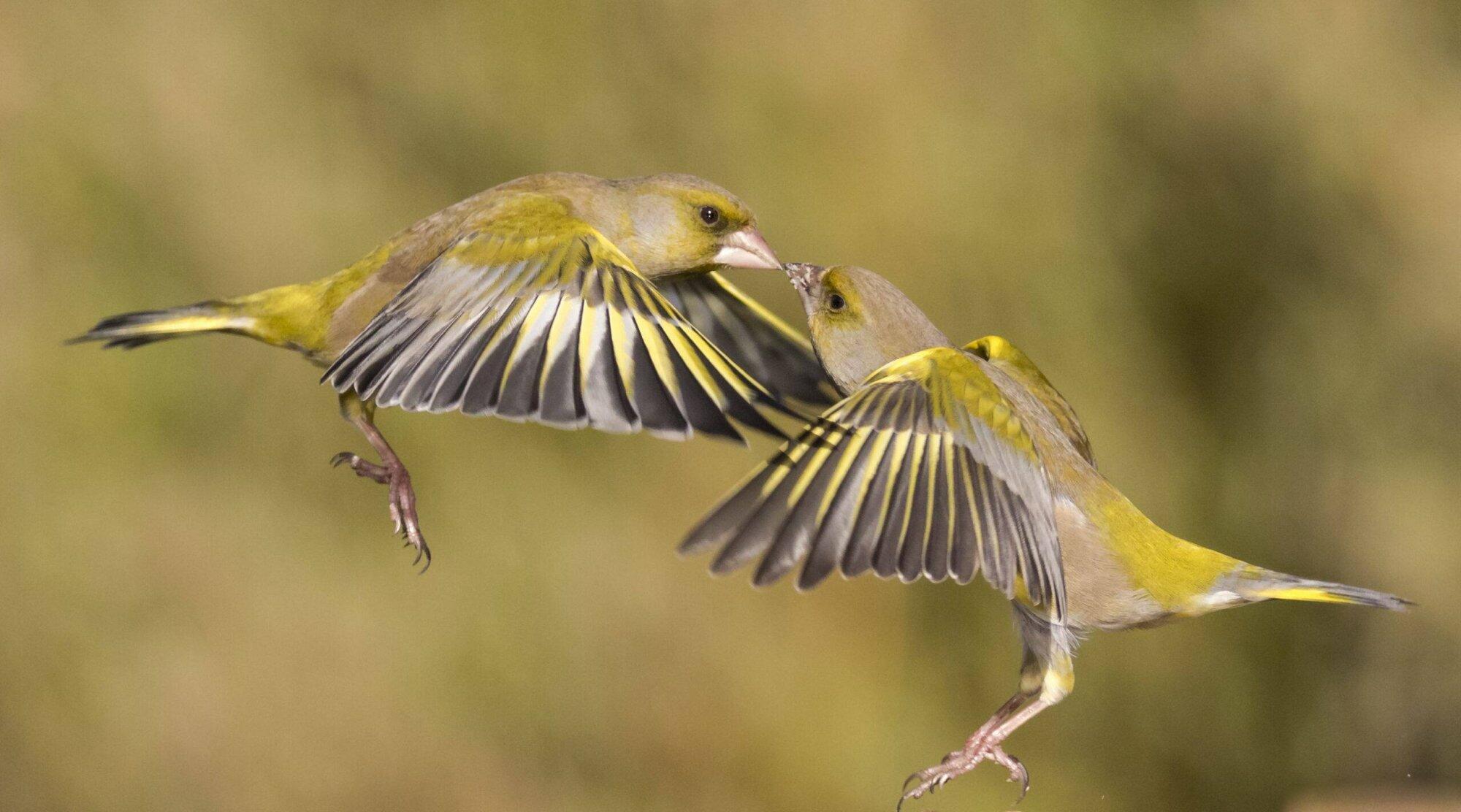 Vogels in het Gooi: een interview met Karin Kos