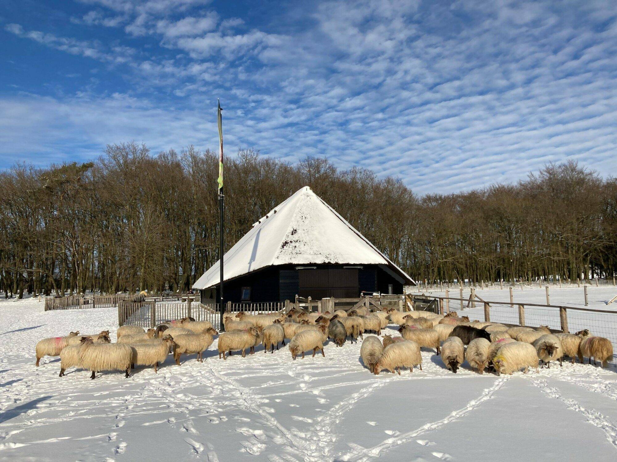 Helaas geen kerstmiddag bij de schaapskooi in Blaricum