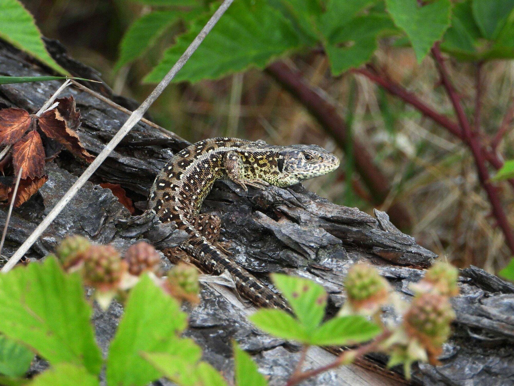 Zandhagedis bereikt Vlieghei