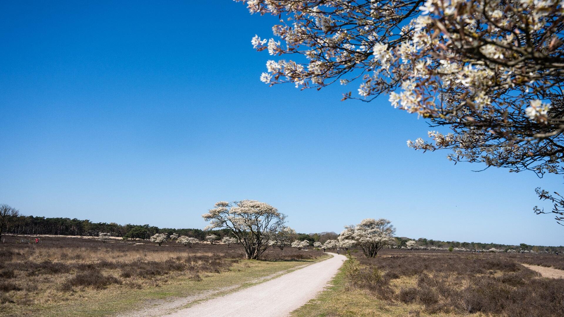 Krentenbomen Zuiderheide_1920x1080