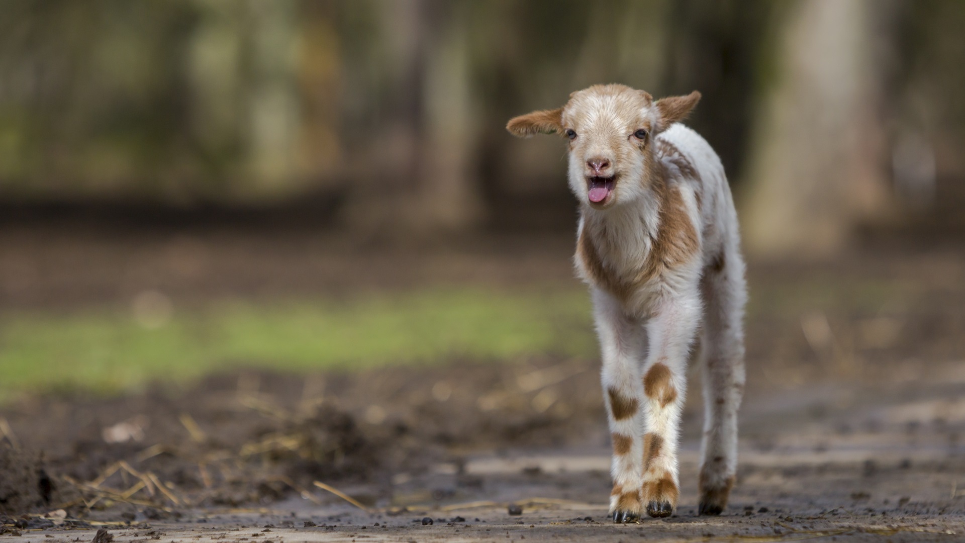 Boswachter Daan: Lentefeest met lammetjes