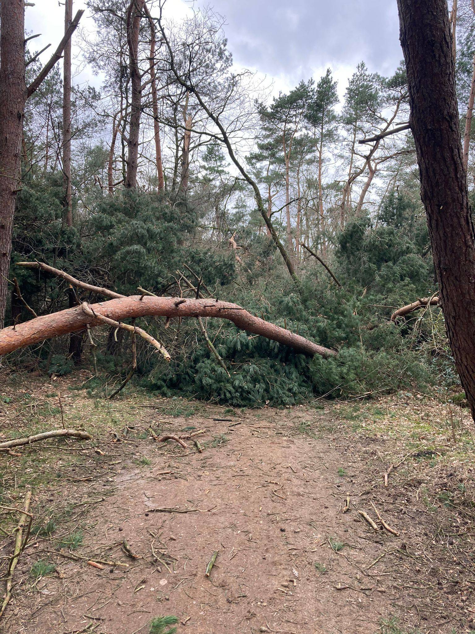 Boswachter John: Storm door het bos