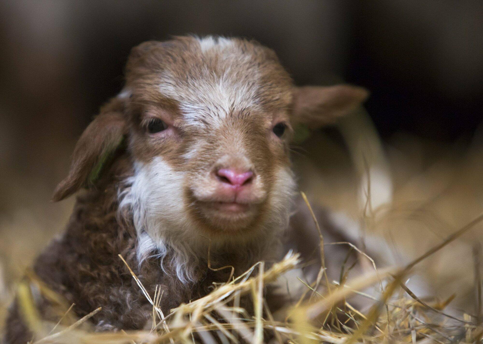 Boswachter Mirjam: De heide op!