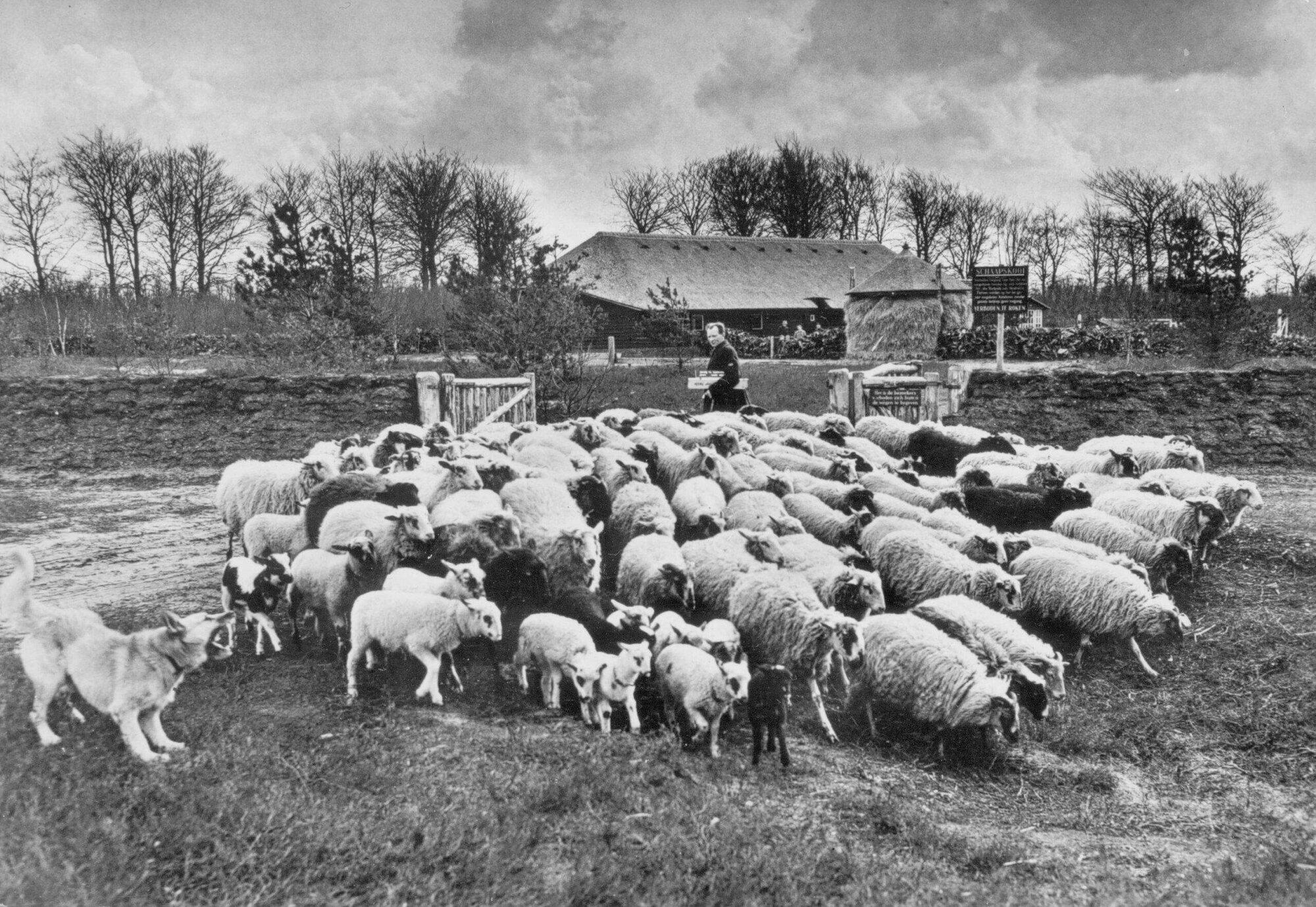 Een terugblik op 90 jaar natuurbescherming