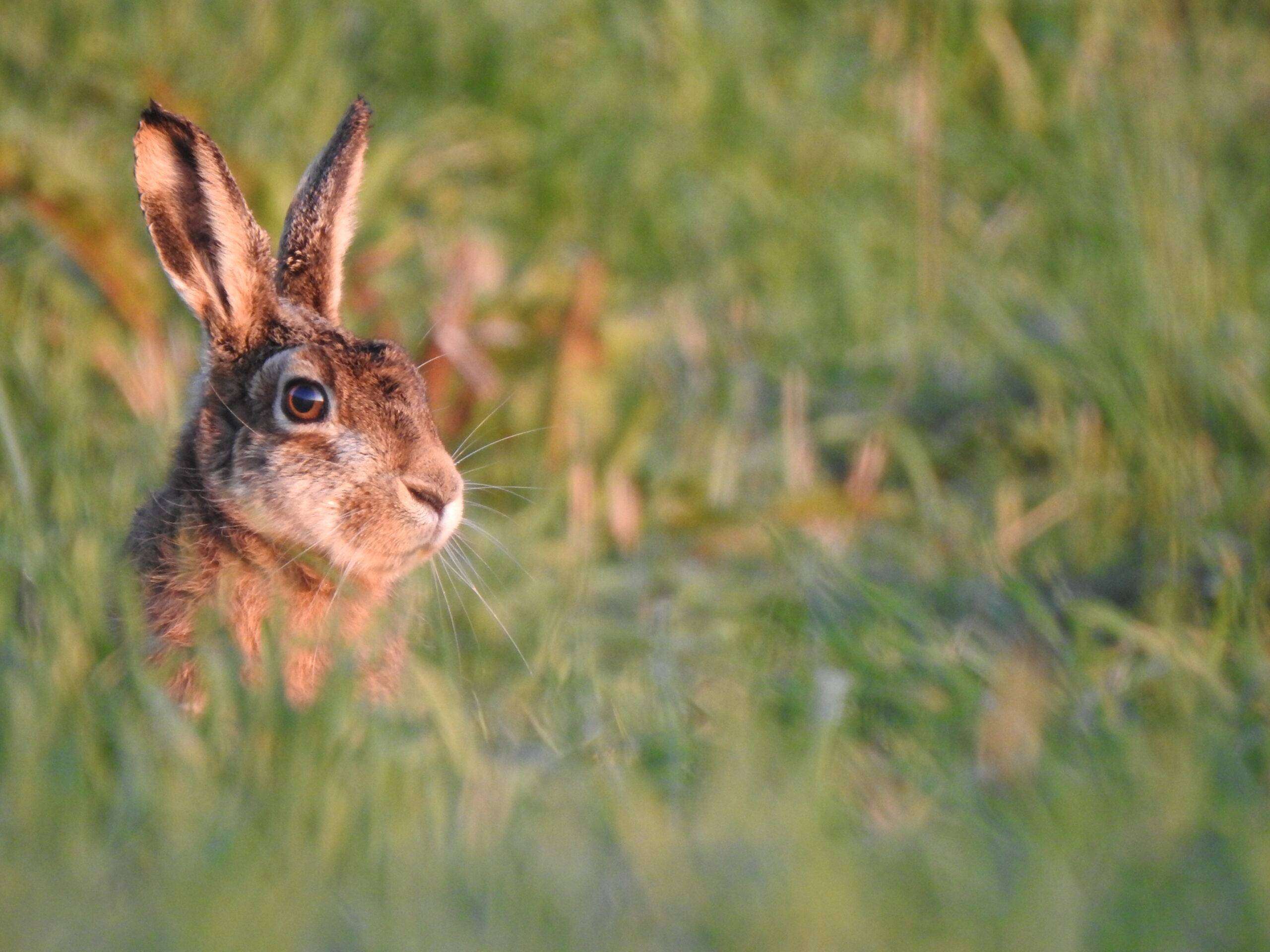 BOSWACHTERS VAN NEDERLAND: RUST VOOR KRAAMKAMER NATUUR