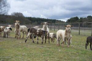 Word Vriend van de kudde