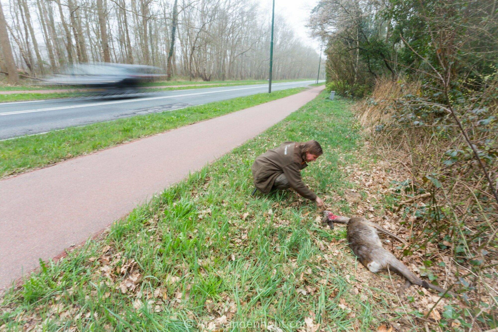 Het ree kent geen zomertijd!