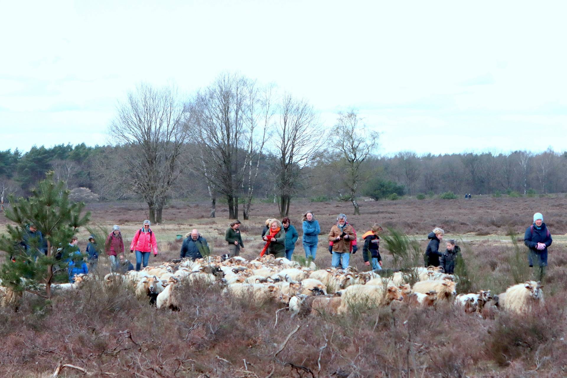 Vrienden van de kudde zien lammetjes GNR voor het eerst de heide opgaan