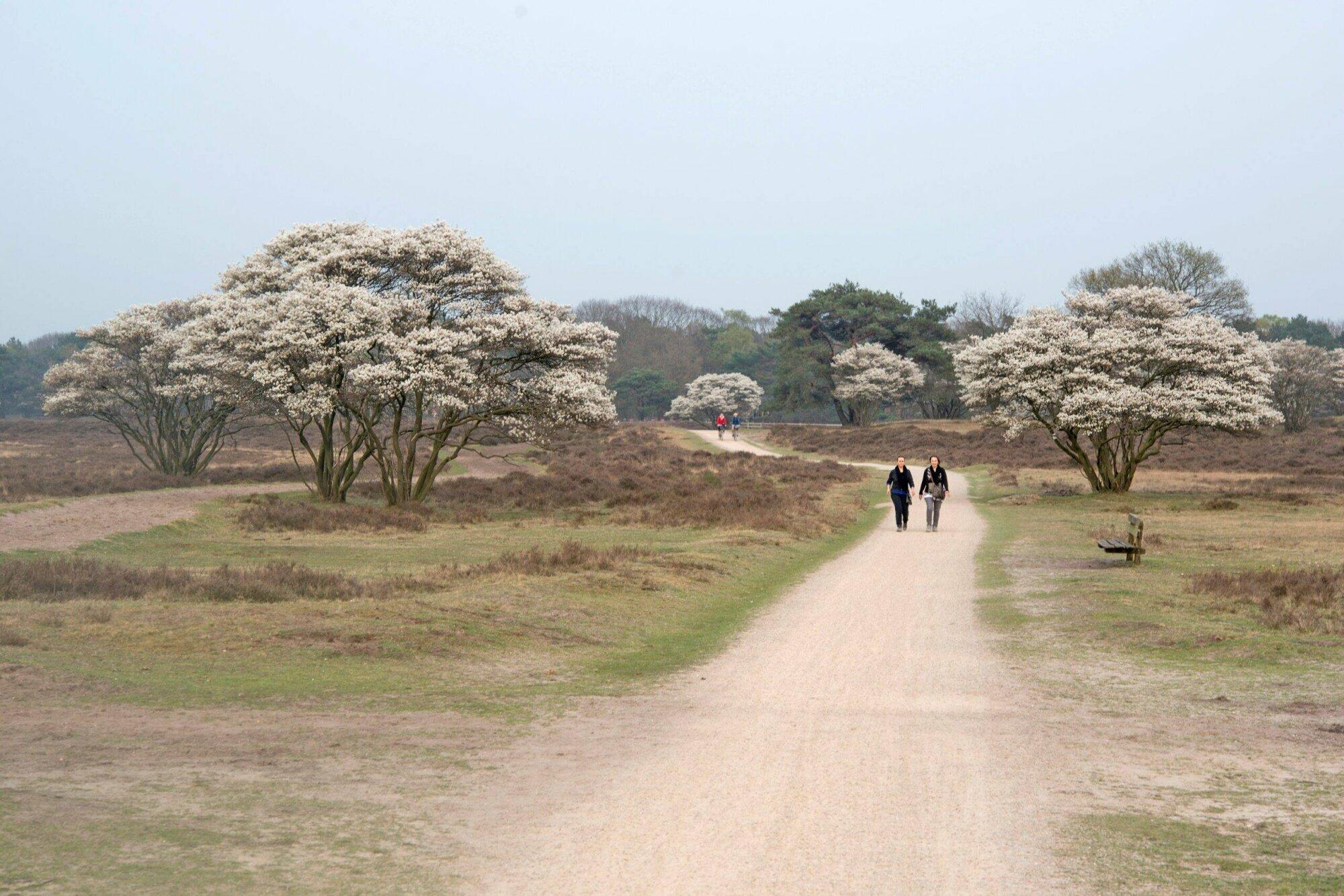 Boswachter Daan: Suikerspin van het Gooi