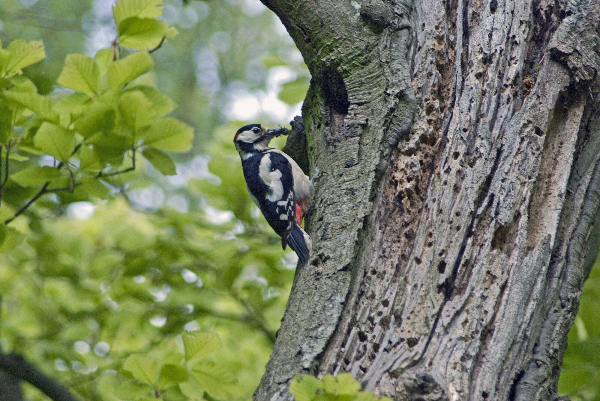 Fiets- en ruiterpad verlegd voor veteraanbomen