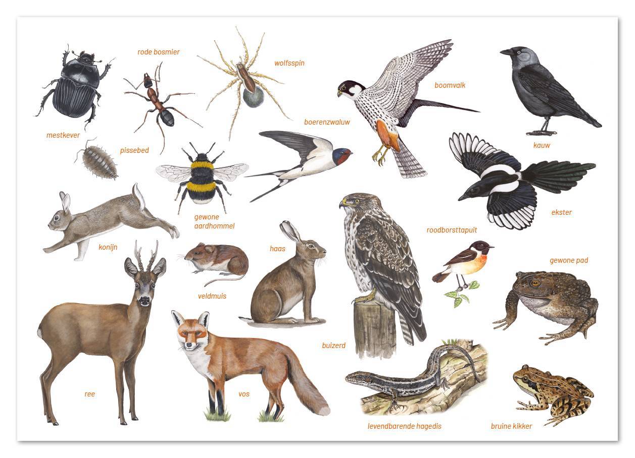 Heidezoekkaart - Afbeelding 3