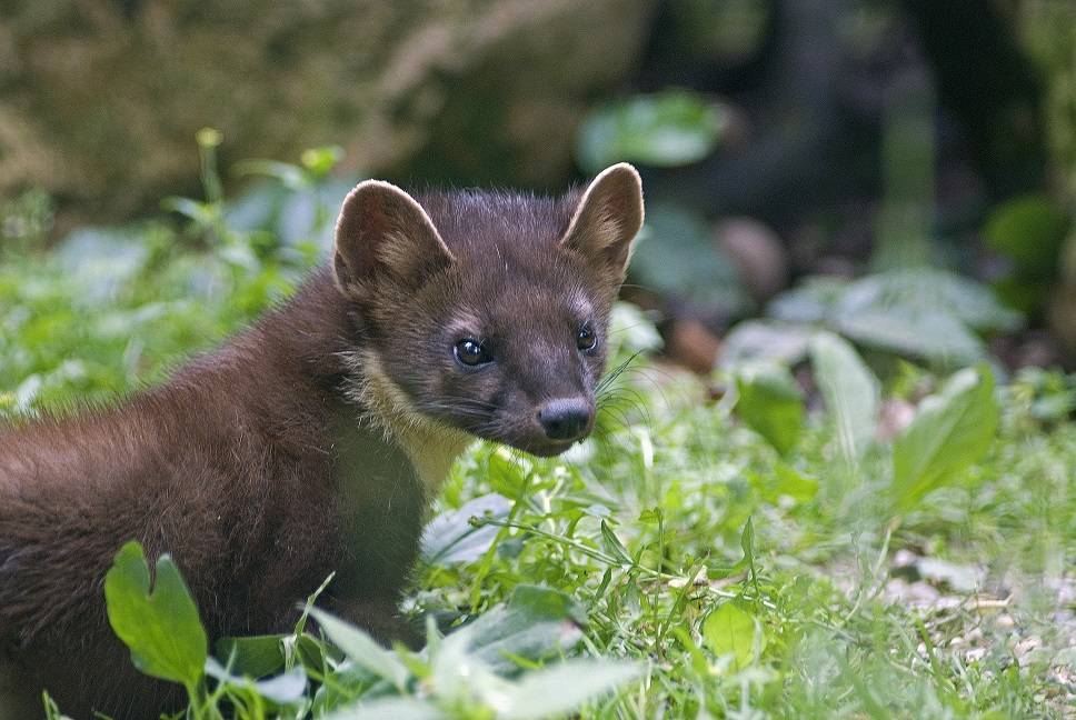 Boswachter John: Planten en dieren tellen