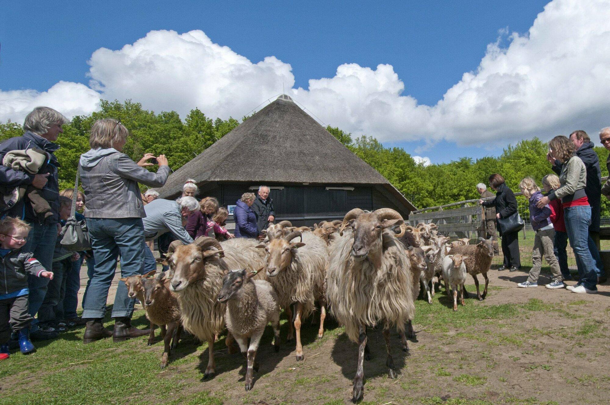Boswachter Daan: Schaapscheerdersfeest